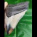 10,7 cm polierter Haizahn des Megalodon