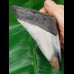 10,7 cm polierter Haizahn des Megalodon
