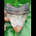 10,7 cm polierter Haizahn des Megalodon