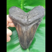 12.6 cm large polished tooth of megalodon 