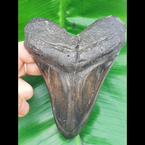 12,6 cm großer polierter Zahn des Megalodon Hai