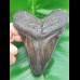 12,6 cm großer polierter Zahn des Megalodon Hai