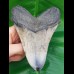 12,6 cm großer polierter Zahn des Megalodon Hai