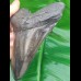 12,6 cm großer polierter Zahn des Megalodon Hai