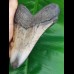 12,6 cm großer polierter Zahn des Megalodon Hai