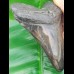 12,6 cm großer polierter Zahn des Megalodon Hai