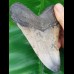 12,6 cm großer polierter Zahn des Megalodon Hai