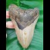12.2 cm large megalodon tooth
