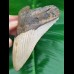 12.2 cm large megalodon tooth