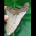 12.2 cm large megalodon tooth