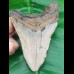 12.2 cm large megalodon tooth