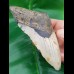12.2 cm large megalodon tooth