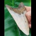 12.2 cm large megalodon tooth