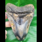 12,3 cm großer polierter Zahn des Megalodon mit tollem Farbenspiel