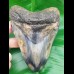12,3 cm großer polierter Zahn des Megalodon mit tollem Farbenspiel
