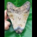 12,3 cm großer polierter Zahn des Megalodon mit tollem Farbenspiel