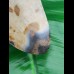 12,3 cm großer polierter Zahn des Megalodon mit tollem Farbenspiel