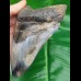 12,3 cm großer polierter Zahn des Megalodon mit tollem Farbenspiel
