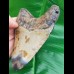 12,3 cm großer polierter Zahn des Megalodon mit tollem Farbenspiel