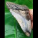 12,3 cm großer polierter Zahn des Megalodon mit tollem Farbenspiel