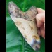 12,3 cm großer polierter Zahn des Megalodon mit tollem Farbenspiel
