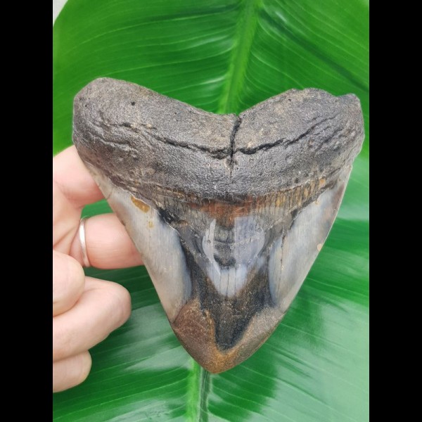 10.8 cm polished colorful tooth of megalodon shark