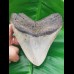 10,8 cm großer polierter farbprächtiger Zahn des Megalodon Hai