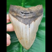11,4 cm big natürlicher Megalodon tooth