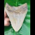 11,4 cm großer natürlicher Megalodon Zahn