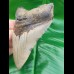 11,4 cm großer natürlicher Megalodon Zahn
