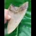 11,4 cm großer natürlicher Megalodon Zahn