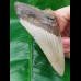 11,4 cm großer natürlicher Megalodon Zahn