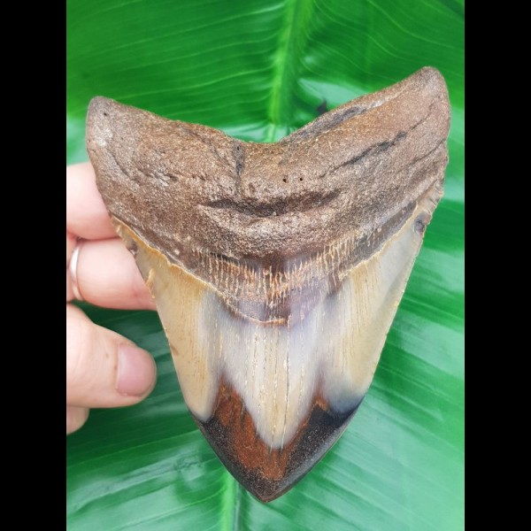 11,4 cm großer polierter  Megalodon Zahn mit breiter Wurzel