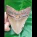 11,4 cm großer polierter  Megalodon Zahn mit breiter Wurzel