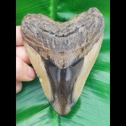 11,6 cm big polished tooth of Megalodon 