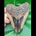 11,6 cm großer polierter Zahn des Megalodon 