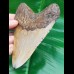 11,6 cm big polished tooth of Megalodon 