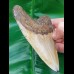 11,6 cm großer polierter Zahn des Megalodon 