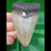 8,1 cm Haizahn des Megalodon aus den USA