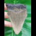 8,1 cm Haizahn des Megalodon aus den USA