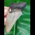 8,1 cm Haizahn des Megalodon aus den USA