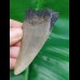 8,1 cm Haizahn des Megalodon aus den USA