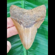 8,0 cm shark tooth of Megalodon from USA