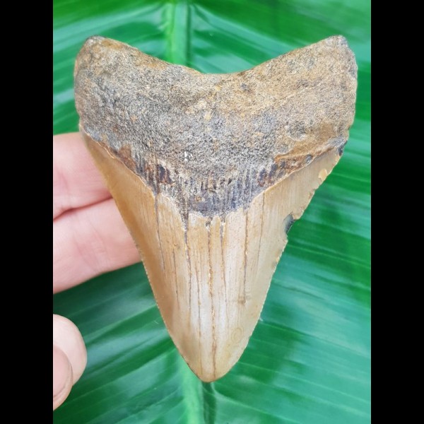8,0 cm Haizahn des Megalodon aus den USA