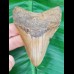 8,0 cm shark tooth of Megalodon from USA