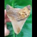 8,0 cm Haizahn des Megalodon aus den USA