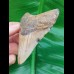 8,0 cm shark tooth of Megalodon from USA
