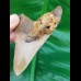 8,0 cm shark tooth of Megalodon from USA