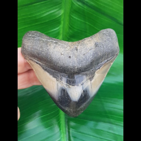 7,8 cm polierter Haizahn des Megalodon aus den USA