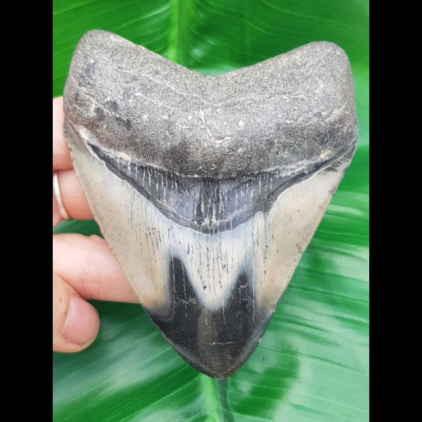 10,3 cm polierter Haizahn des Megalodon aus den USA